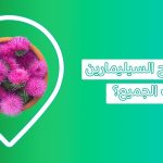 Silymarin دواء لصحة الكبد   فوائد خفية تنتظرك السيليمارين سيليمارين دهون الكبد اين يوجد السيليمارين فوائد السليمارين للكبدنبات السيليمارين سعر سيليمارين عشبة السيليمارين