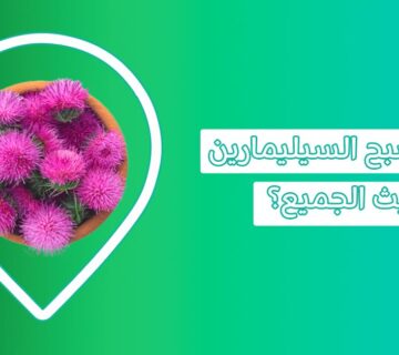 Silymarin دواء لصحة الكبد   فوائد خفية تنتظرك السيليمارين سيليمارين دهون الكبد اين يوجد السيليمارين فوائد السليمارين للكبدنبات السيليمارين سعر سيليمارين عشبة السيليمارين