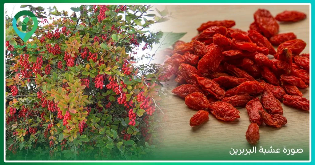 نظرة شاملة حول فوائد مكمل البربرين وهل البربرين هو الرجلة؟ 2 كبسولات البربرين