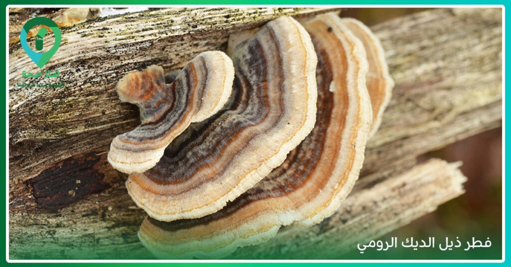 مكملات الفطر حلًا صحيًا لك أم مُجرد تُرهات في عالم المكملات؟ 2 فوائد الفطر