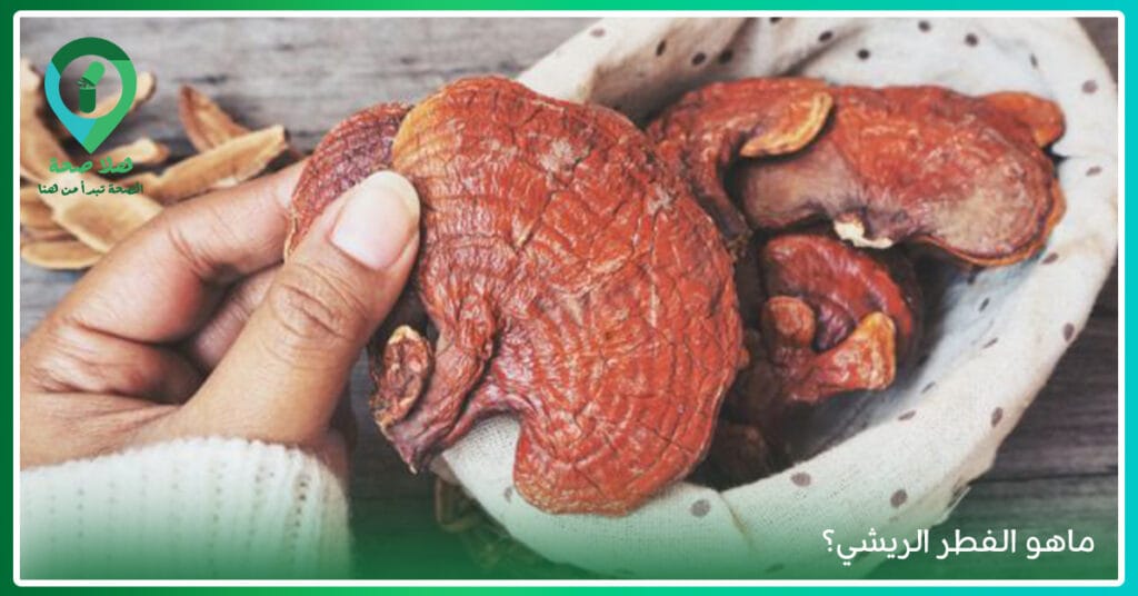 مكملات الفطر حلًا صحيًا لك أم مُجرد تُرهات في عالم المكملات؟ 3 فوائد الفطر
