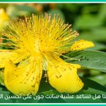 تعرف على نبات القديس يوحنا، واكتشف فوائد حبوب سانت جون وأبرز أضرار عشبة سانت جون قبل الاستخدام 
